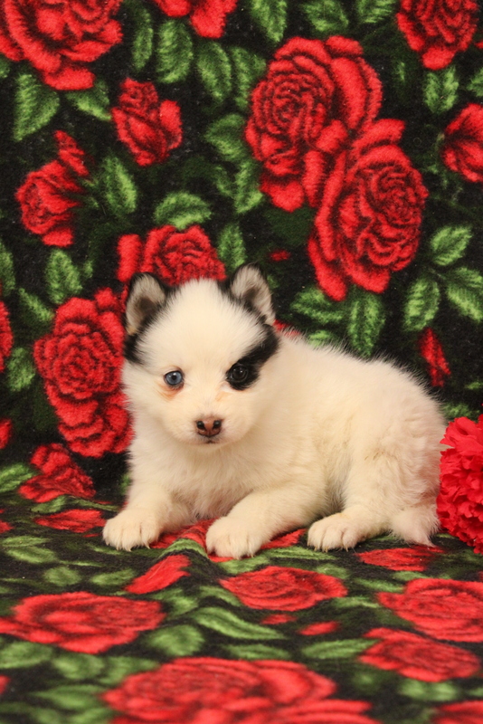 puppy, for, sale, Pomsky, Matthew B. Stoltzfus, dog, breeder, Gap, PA, dog-breeder, puppy-for-sale, forsale, nearby, find, puppyfind, locator, puppylocator, aca
